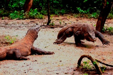 komodo adventure tours 3D2N